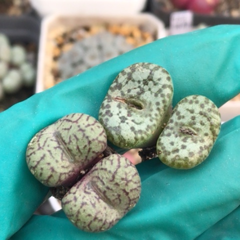 多肉肉锥 双头安贞