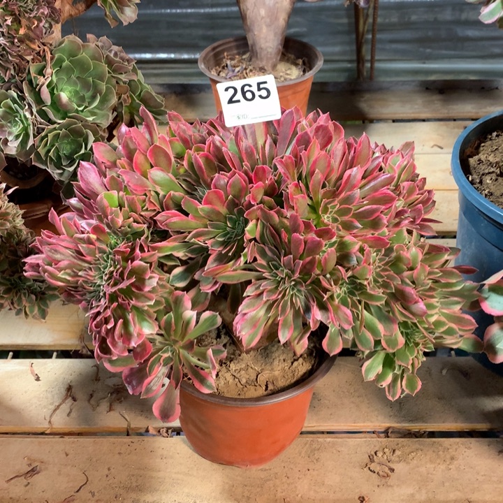 265女神缀多肉法师