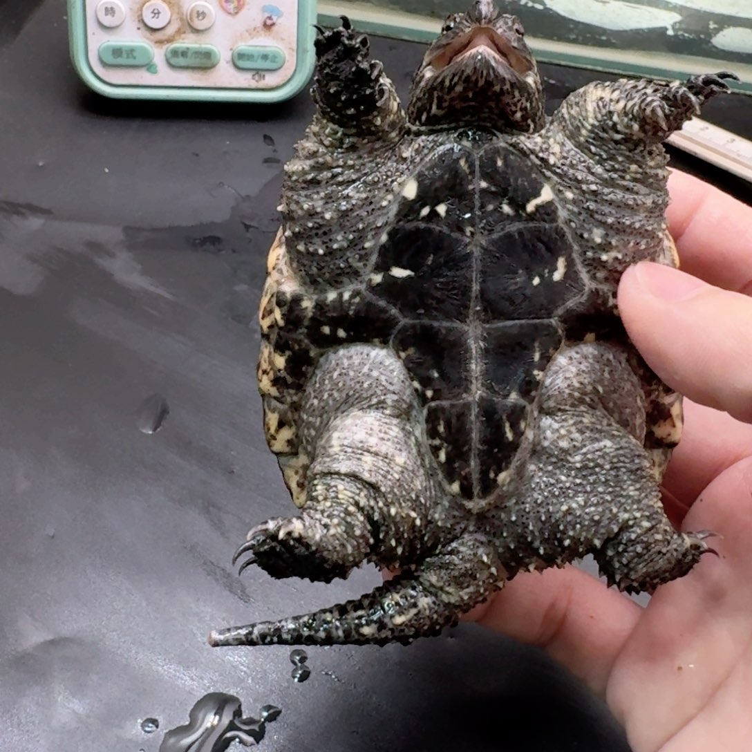 宠物龟不分公母111