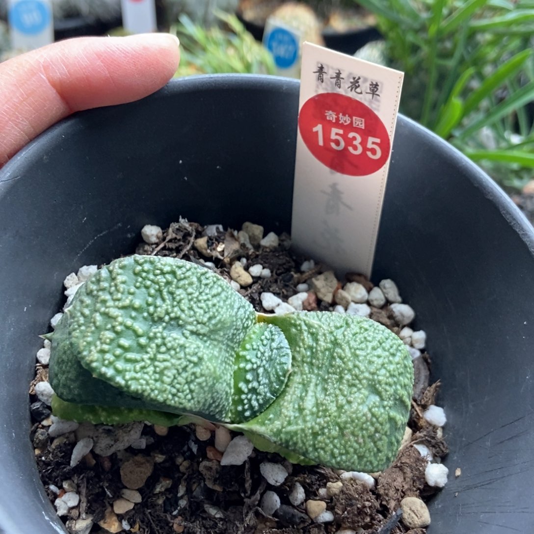 大尤卧牛一棵仙人球