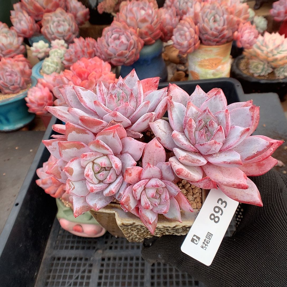 893蓝鸟多肉植物66666