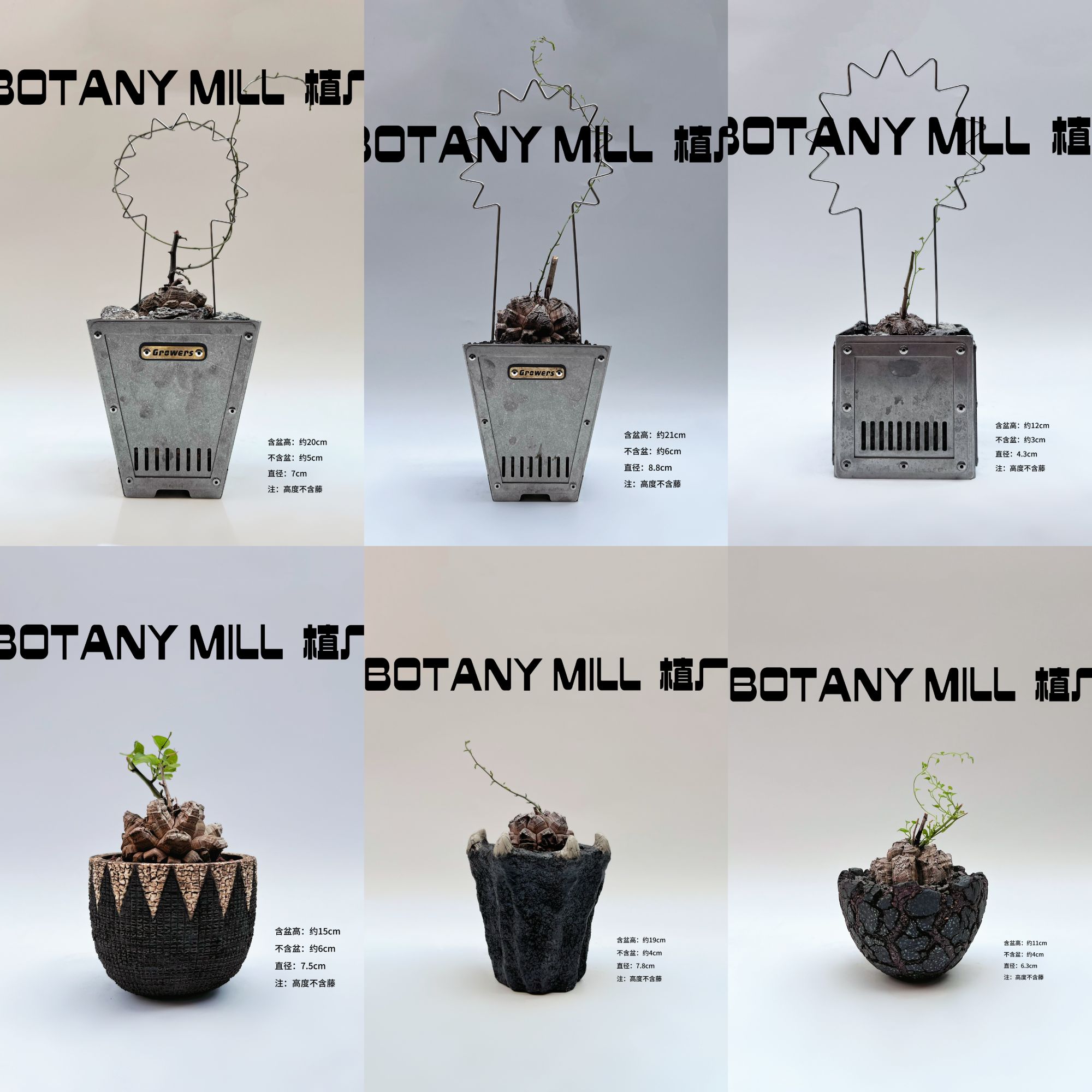 植厂   龟甲龙 潮流块根 高级送礼 包邮 一物一拍 
