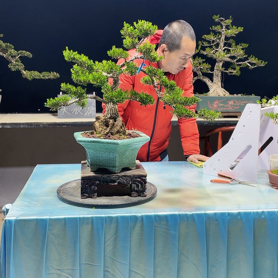 黄杨黄杨黄杨黄杨