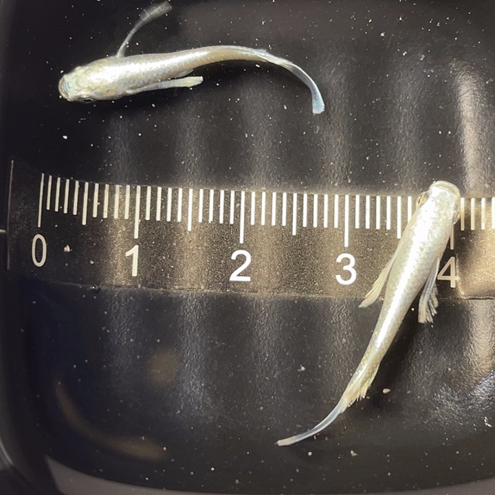 青鳉鱼天使之翼一对，8号，满15包邮，可叠单