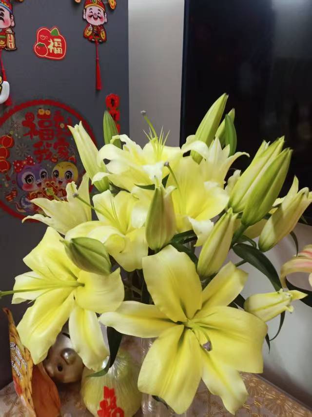 黄金满地-单瓣香水百合