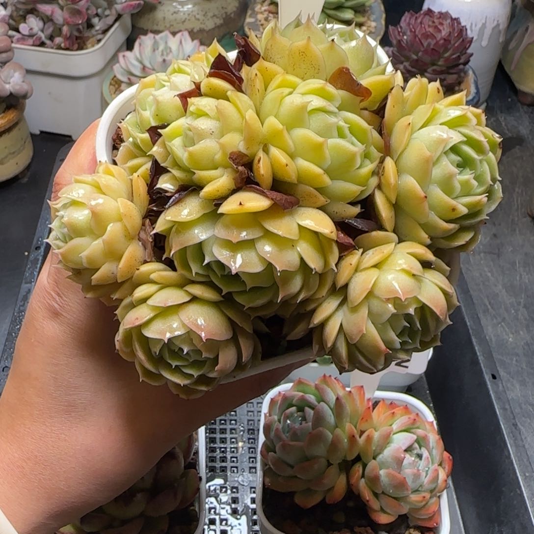 多肉植物0895……………….