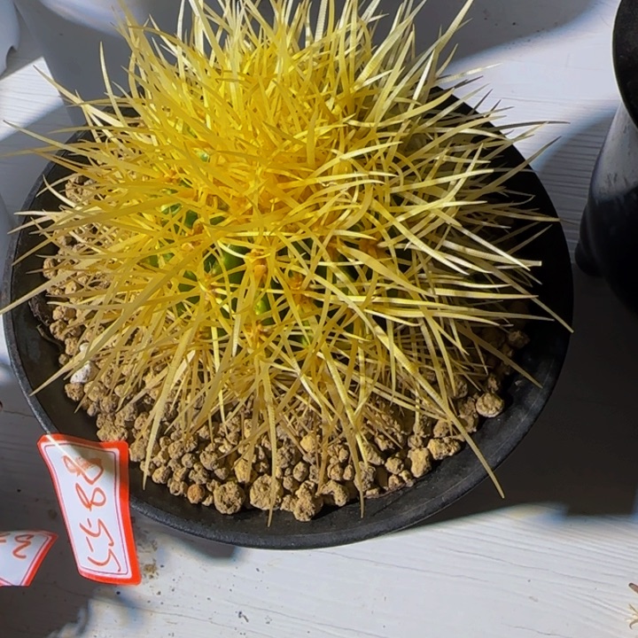 姚***遠5588狂刺精品小怒琥