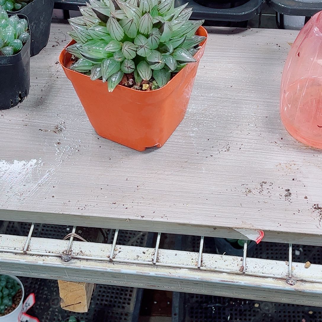 西瓜寿玉露一勿一拍