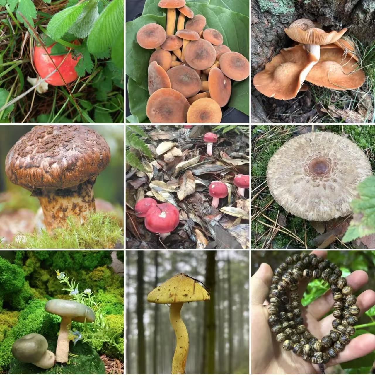 【土特产菇84】净含量27g