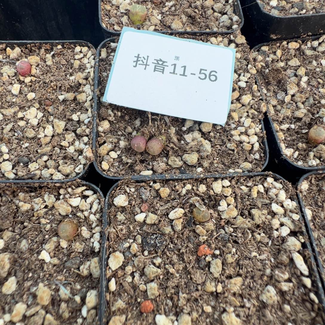 11-56量拍风铃一颗