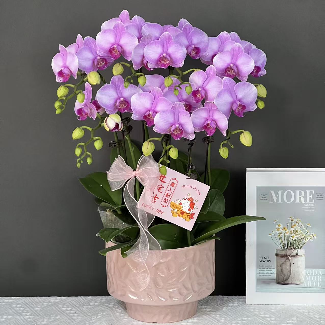 多彩优选（月亮岛）欧品粉色贵货中花好养耐开蝴蝶兰鲜花室内花卉