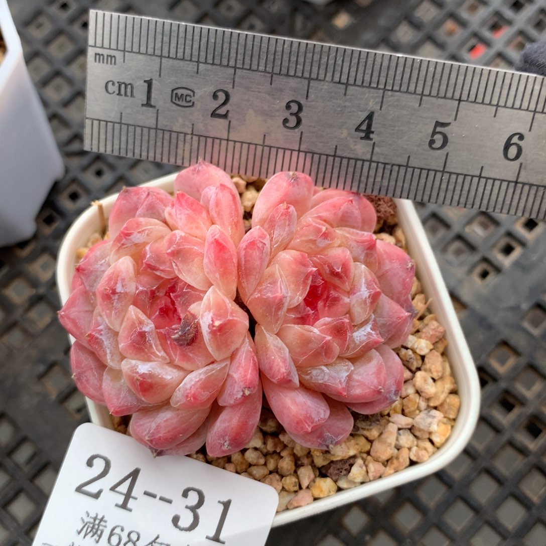 31。双头秘境冰魄。