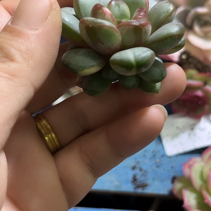 70葡萄拉丝锦无根多肉