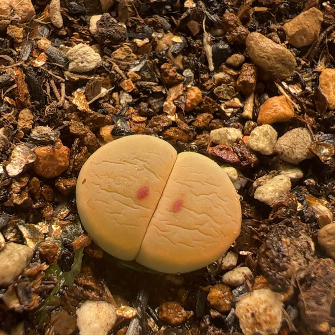 对点惜春多肉植物百科