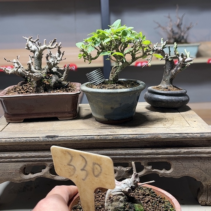 麋***路无花朵雀梅盆景老庄盆景