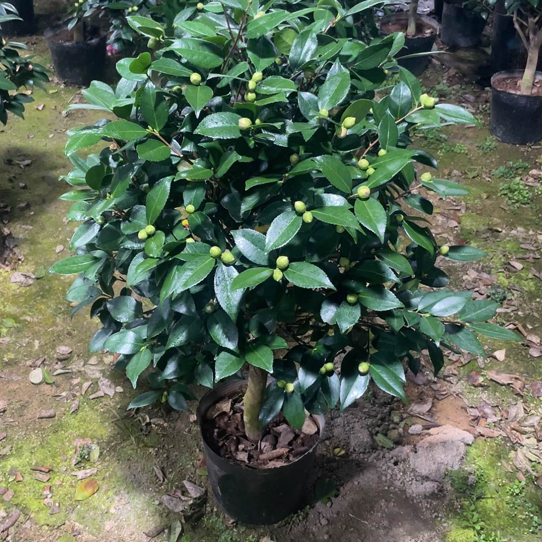 无花朵香妃茶花003