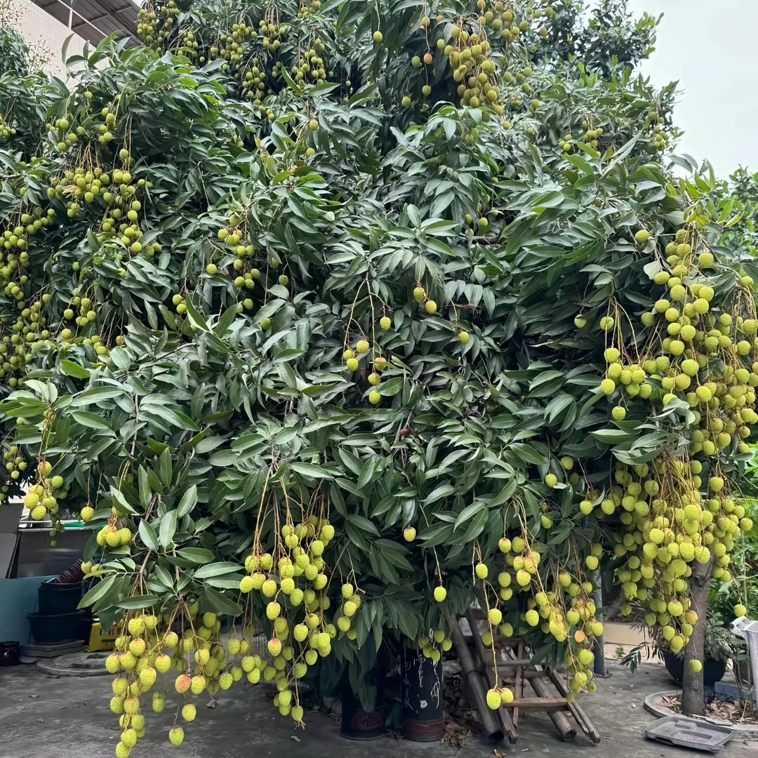 直播间绿植一物一拍