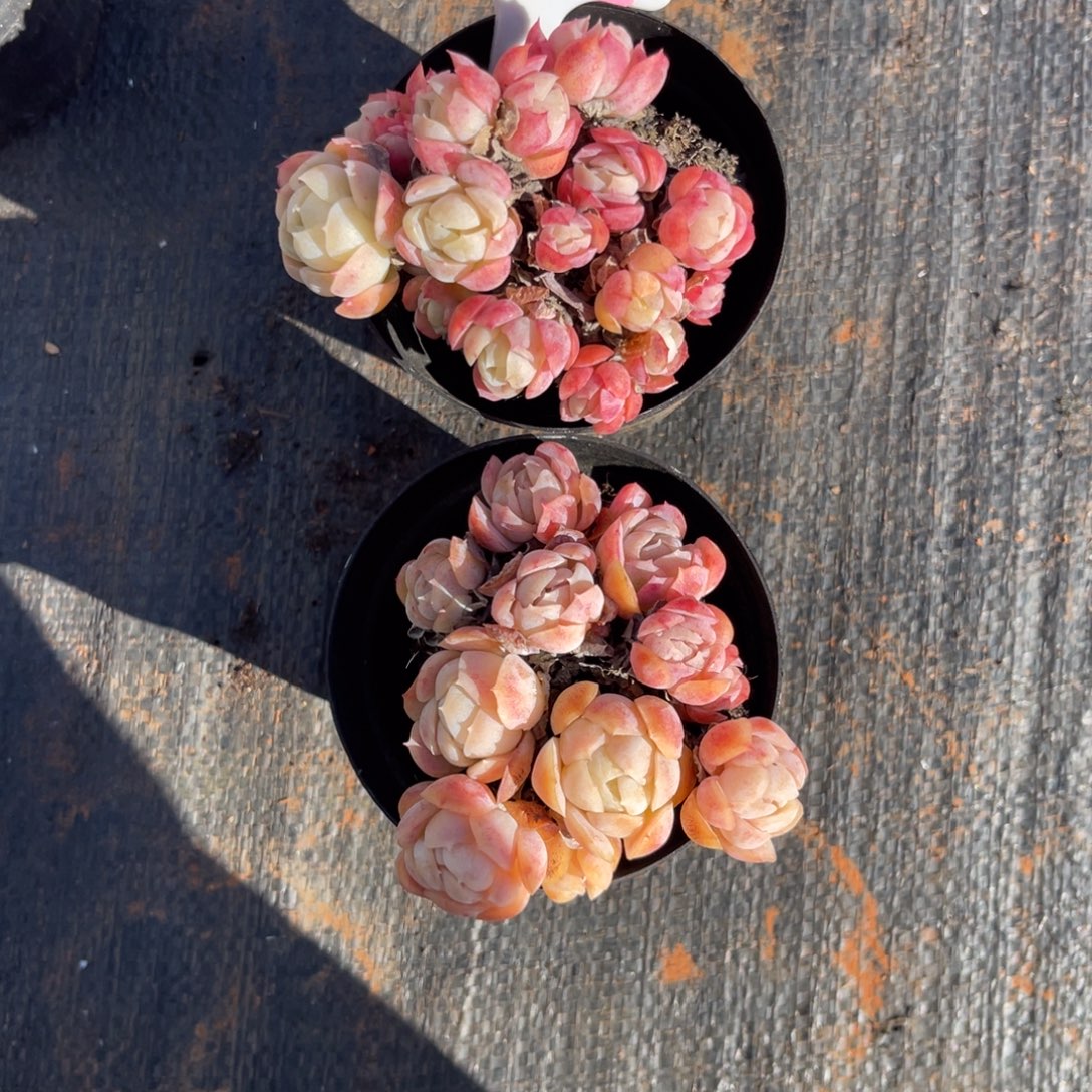 时***肆云尘多肉一物一拍带盆带土不包整1625