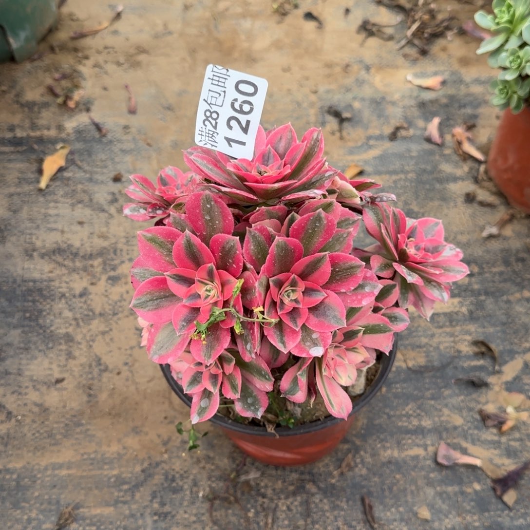 粉女巫多肉瑕疵1260满28包邮断枝不包