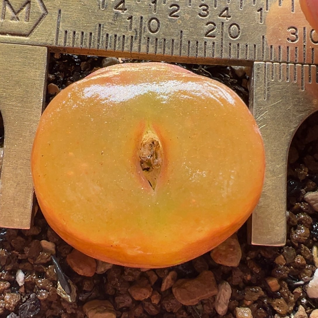 橘体水蜜桃多肉植物百科