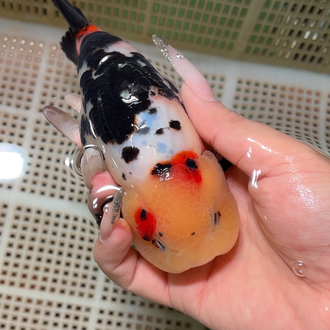 ****.金鱼拍包装包邮，不拍包装运费到付