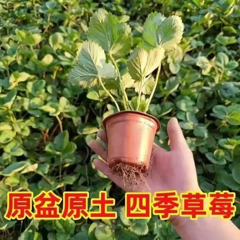 草莓大果南北方奶油草莓秧苗盆栽四季草莓苗南方北方种植当年结果