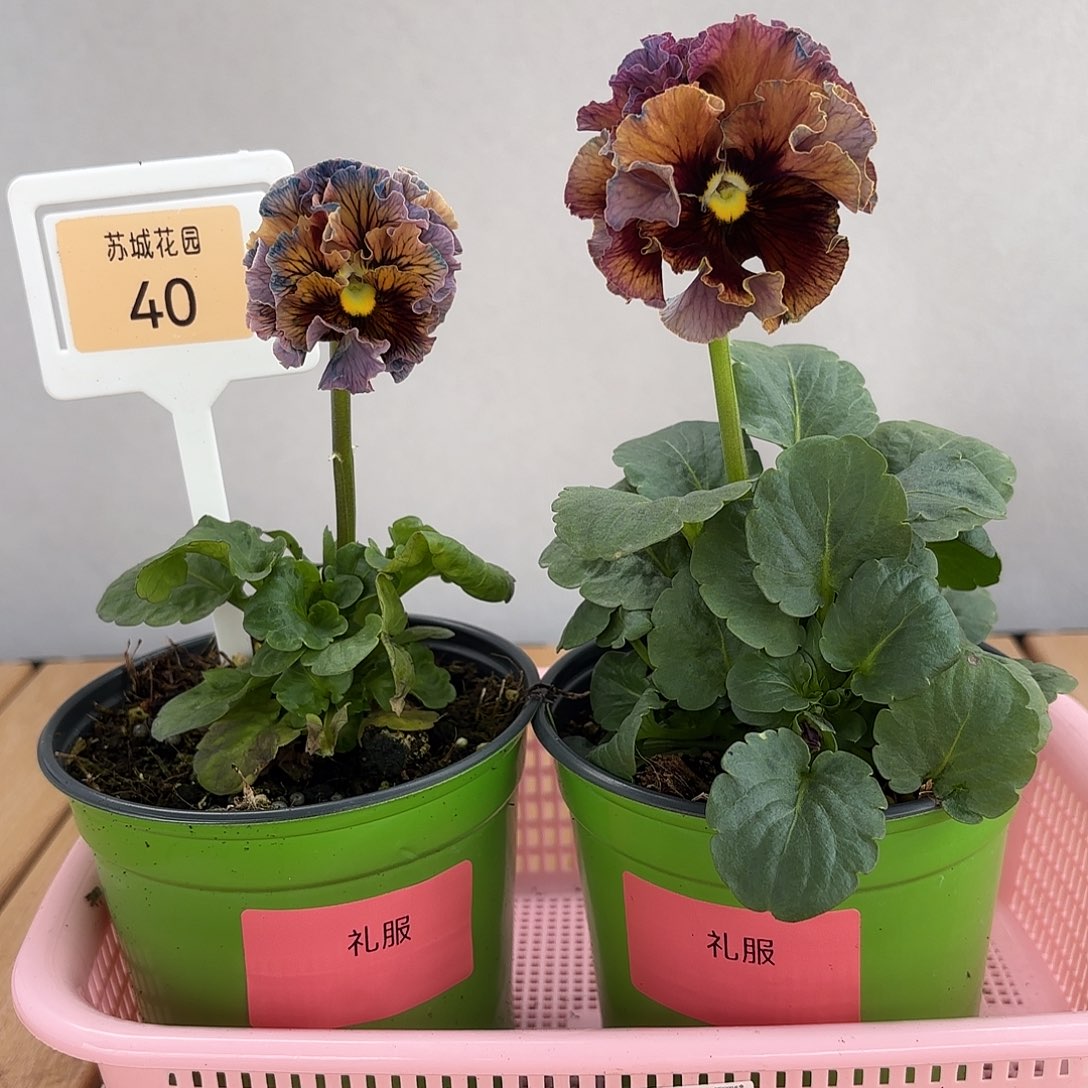 大部分开放少量花苞40