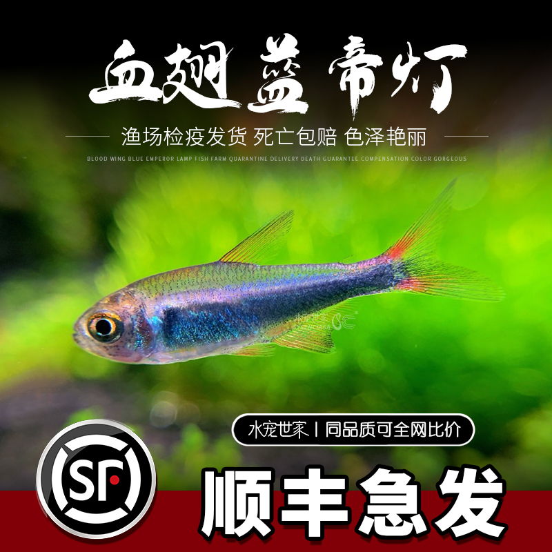 血翅蓝帝灯蓝国王灯彩虹帝王灯淡水鱼灯科鱼活体热带观赏帝王灯