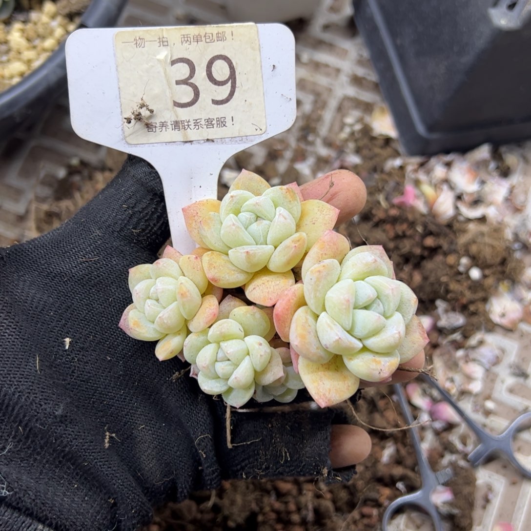 红陶碳*怪39号多肉植物