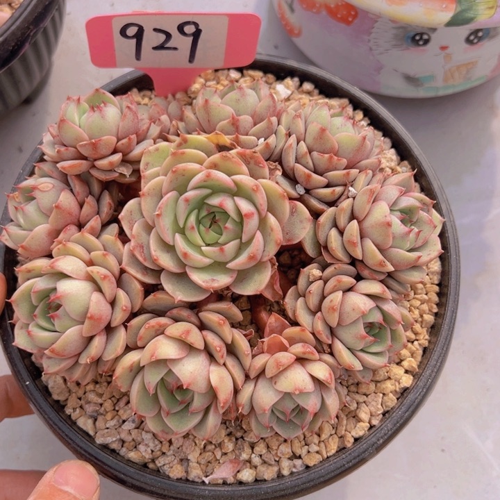 健健康康平平安安