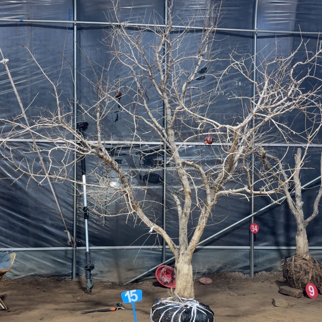 用***2完全开放石榴树8888888