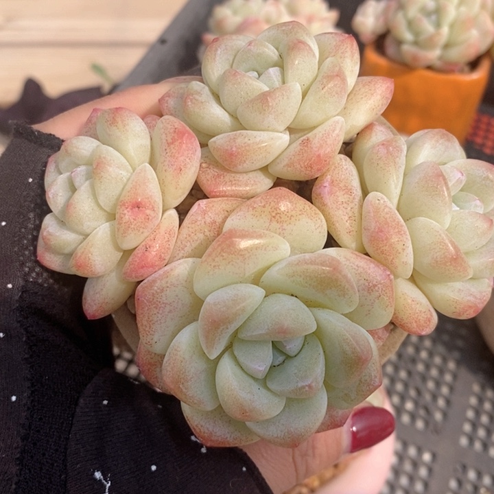 冰玉 韩货精品666