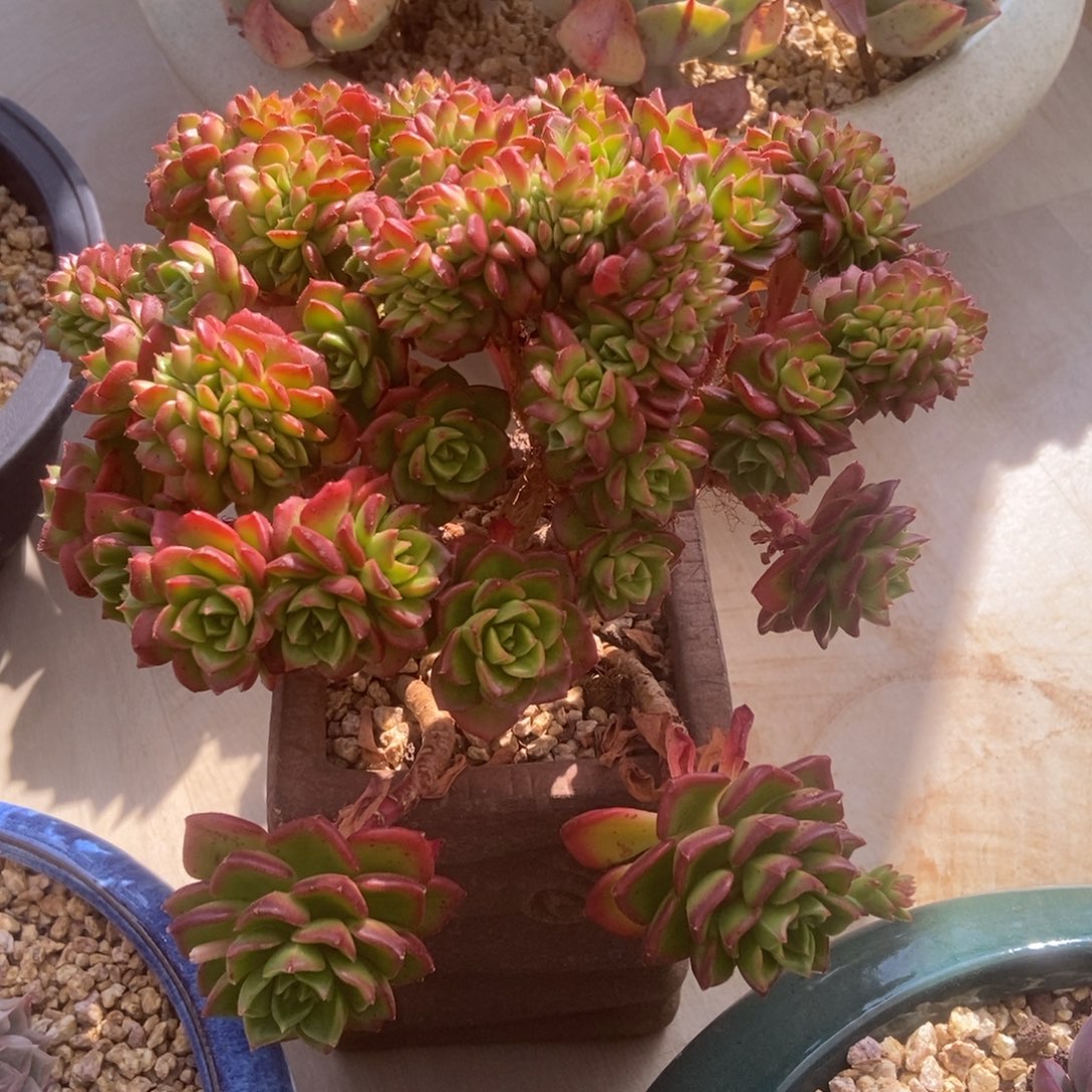 迪亚朵缀多肉多肉