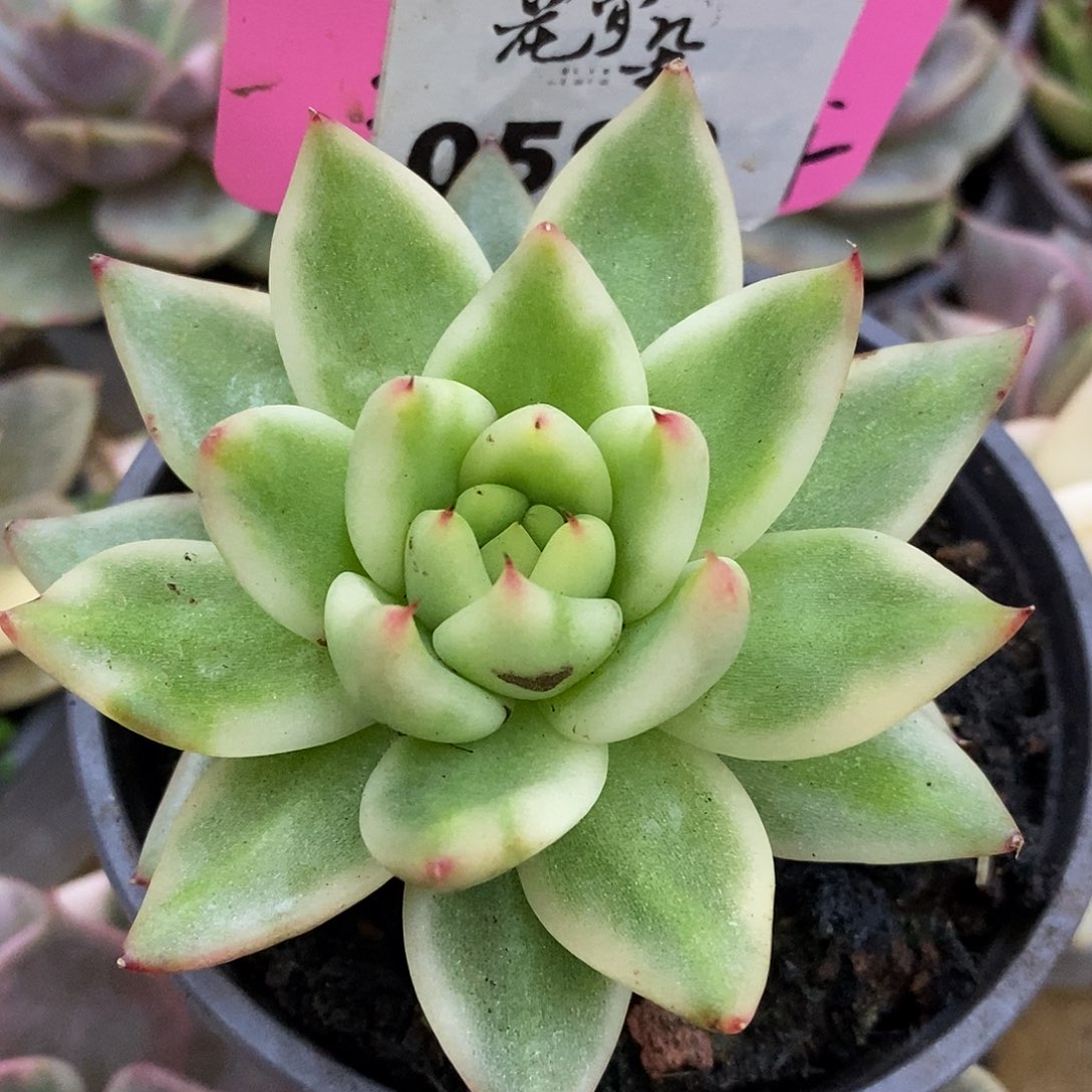 599特价哈哈哈哈哈哈
