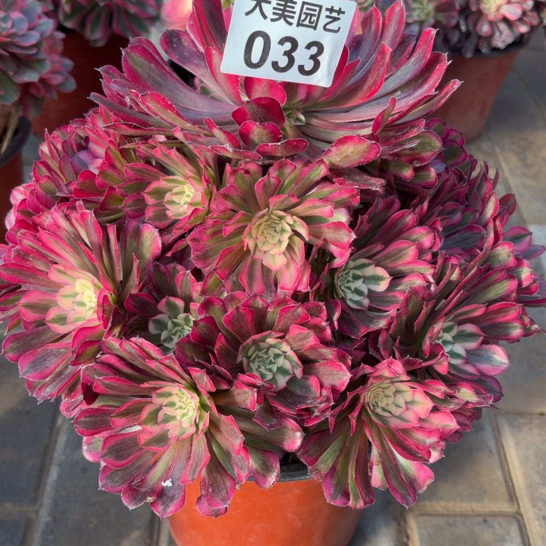 诗***方红铜超白锦老桩033肉肉肉