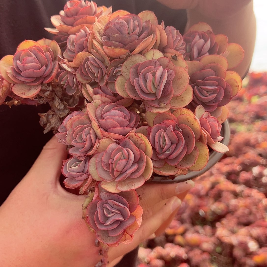 小叶秀妍160杯多肉