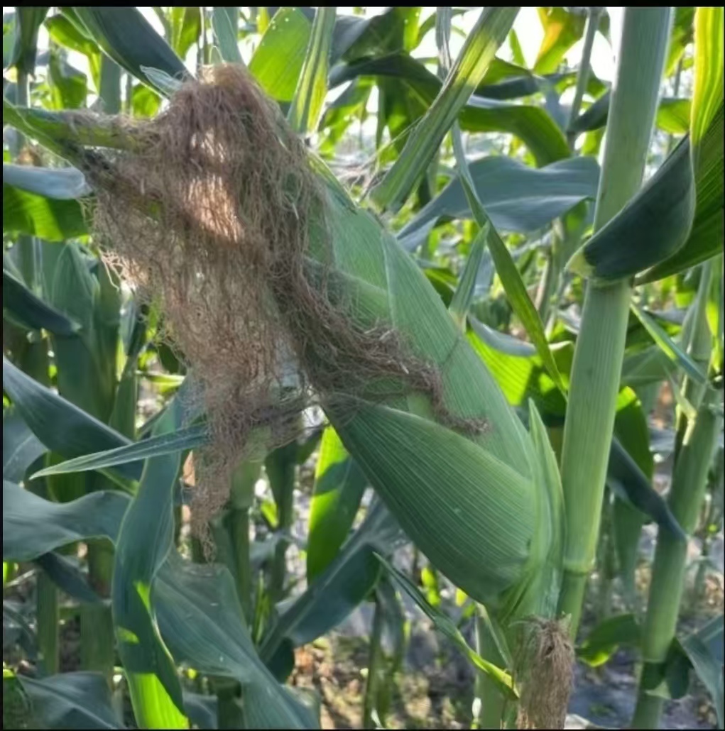 湖南益阳新鲜现摘清甜香糯带皮糯玉米包嫩