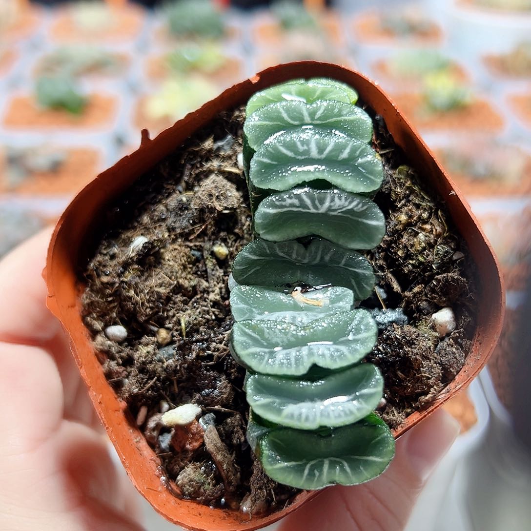 十二卷多肉碧峰玉扇