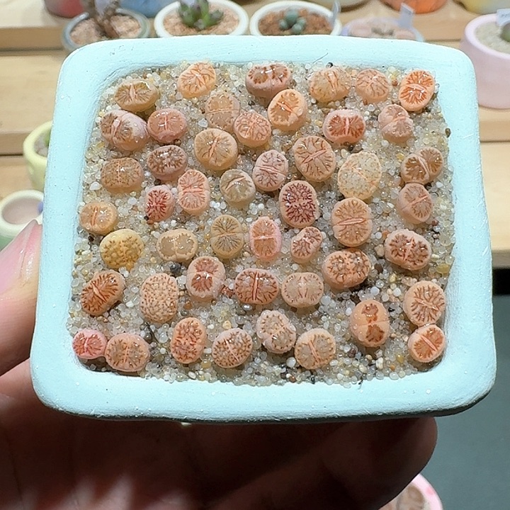 红陶蘑菇293菊纹章