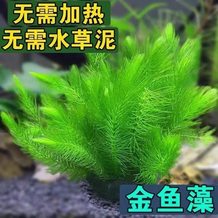 绿菊金鱼藻水草淡水鱼缸造景增氧净化水质好养易活活体植物