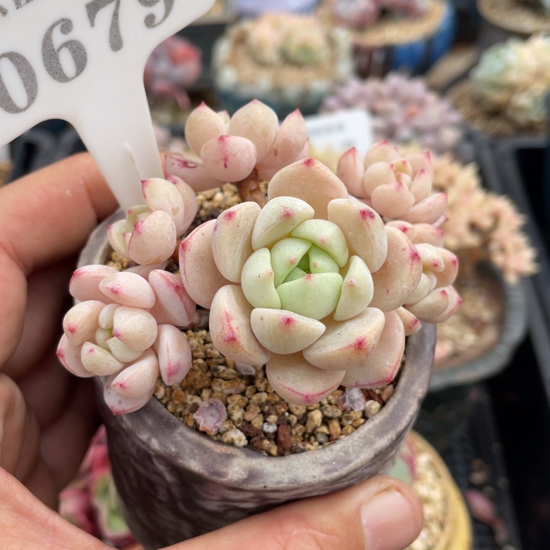 0679香草不带盆8厘米