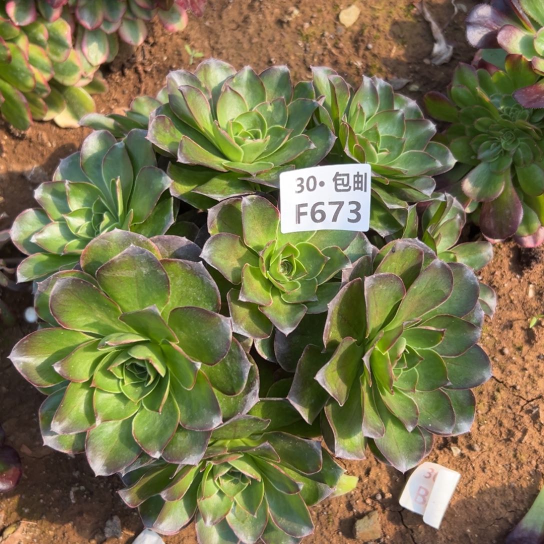 673魅金玫瑰多肉法师