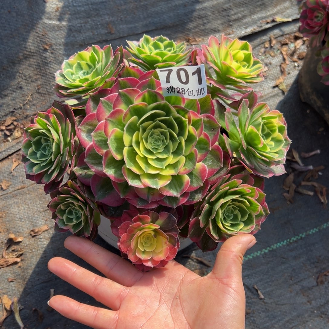 多肉植物701海仙的