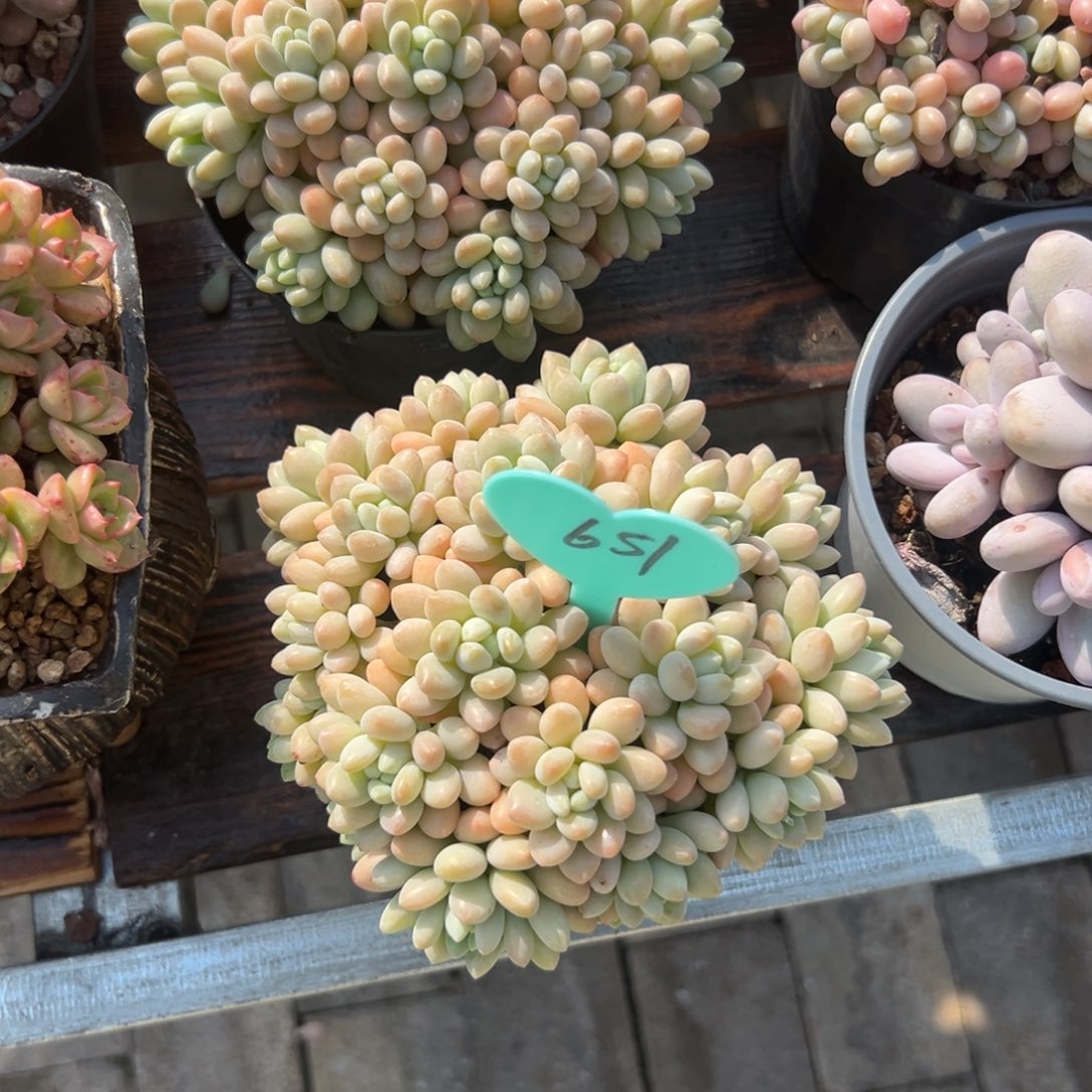 冰*多肉植物一物一拍