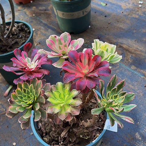 法师嫁接一物一拍18