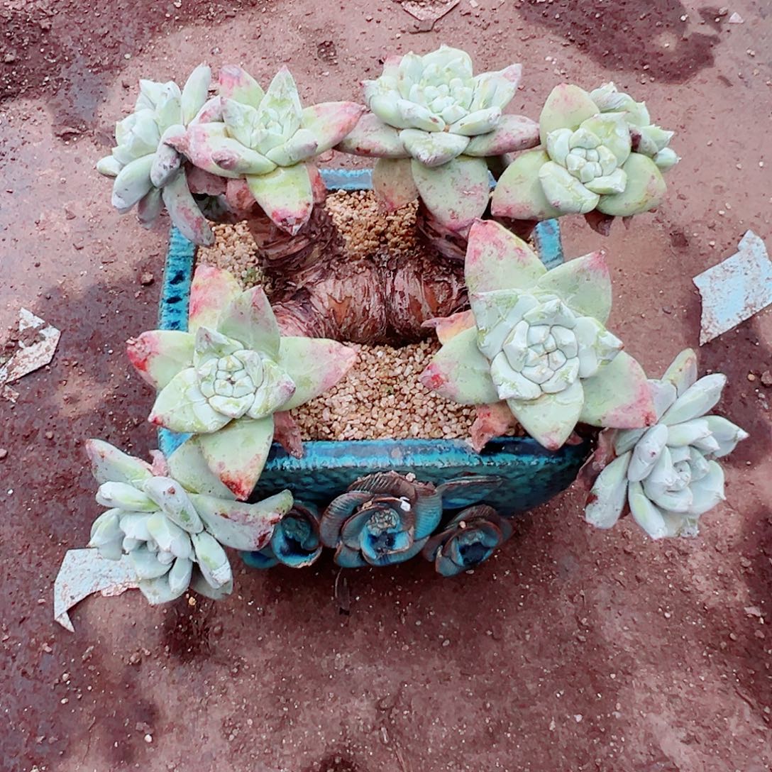 花***贝9234帕翠莎仙女杯多肉