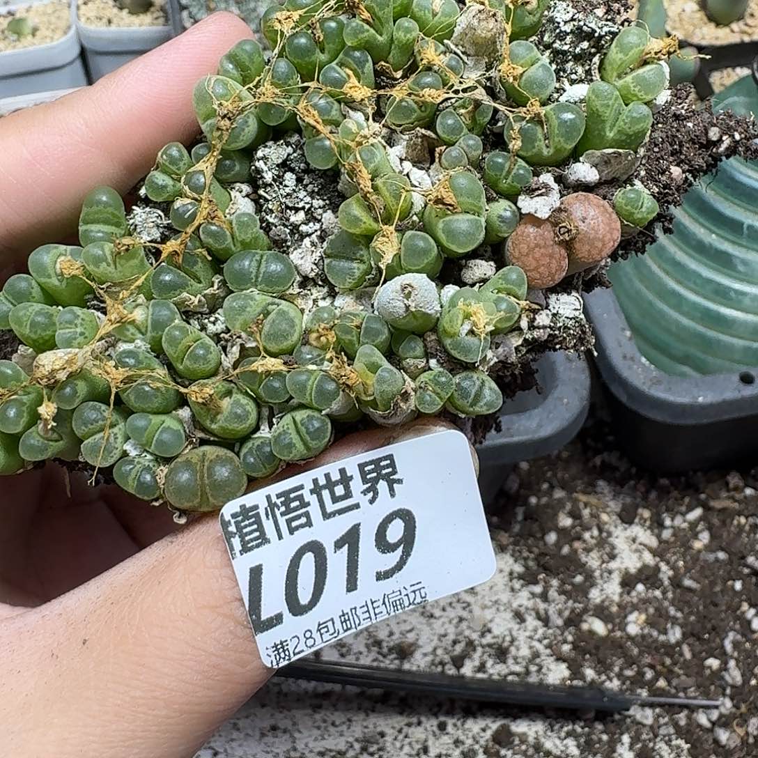 多肉植物的润泽ghb