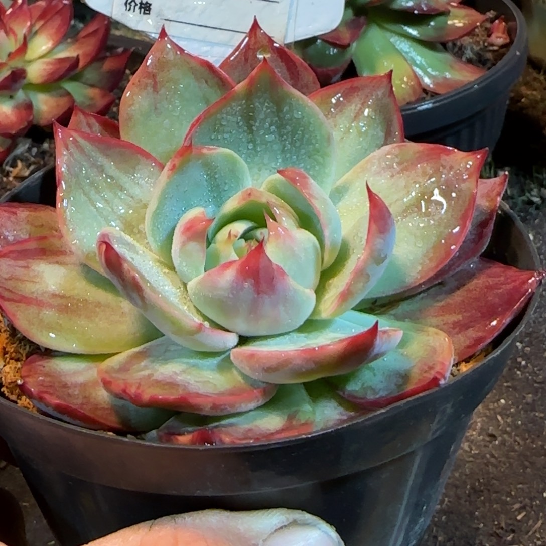 惊鸿一物一拍包装收缩花旱709