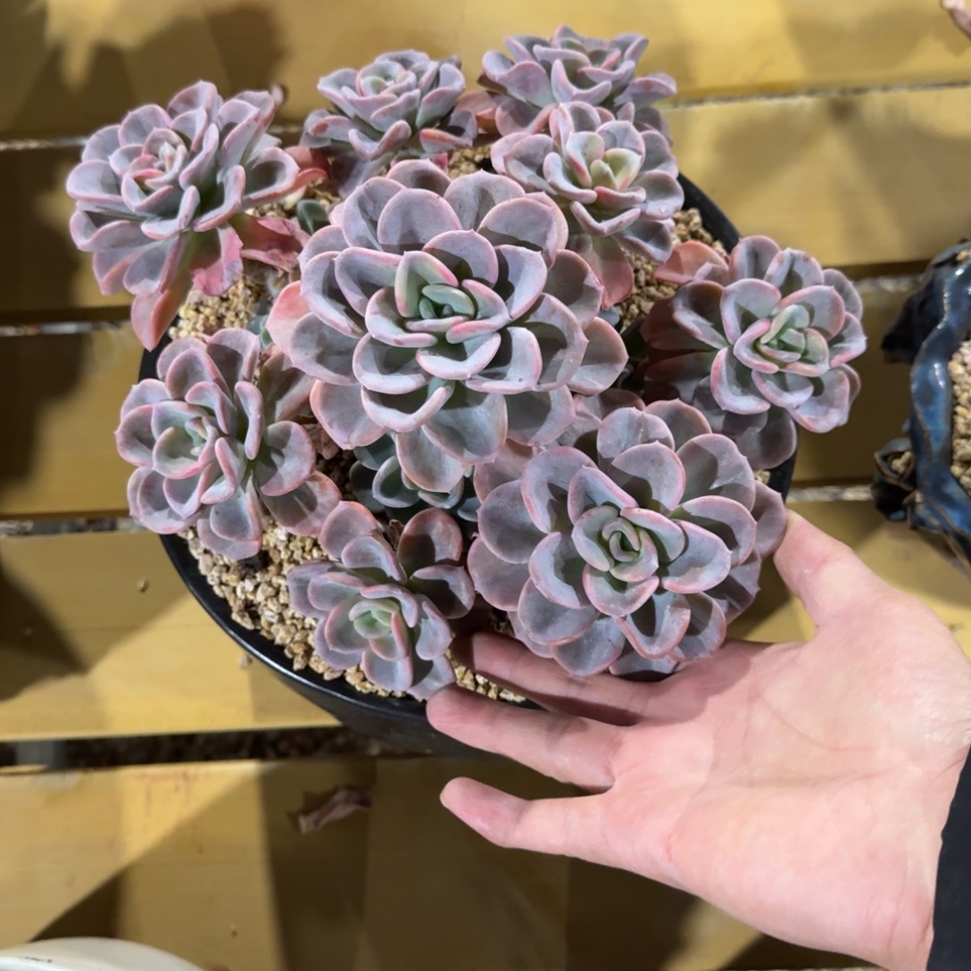 和***玉美尻多肉植物链接