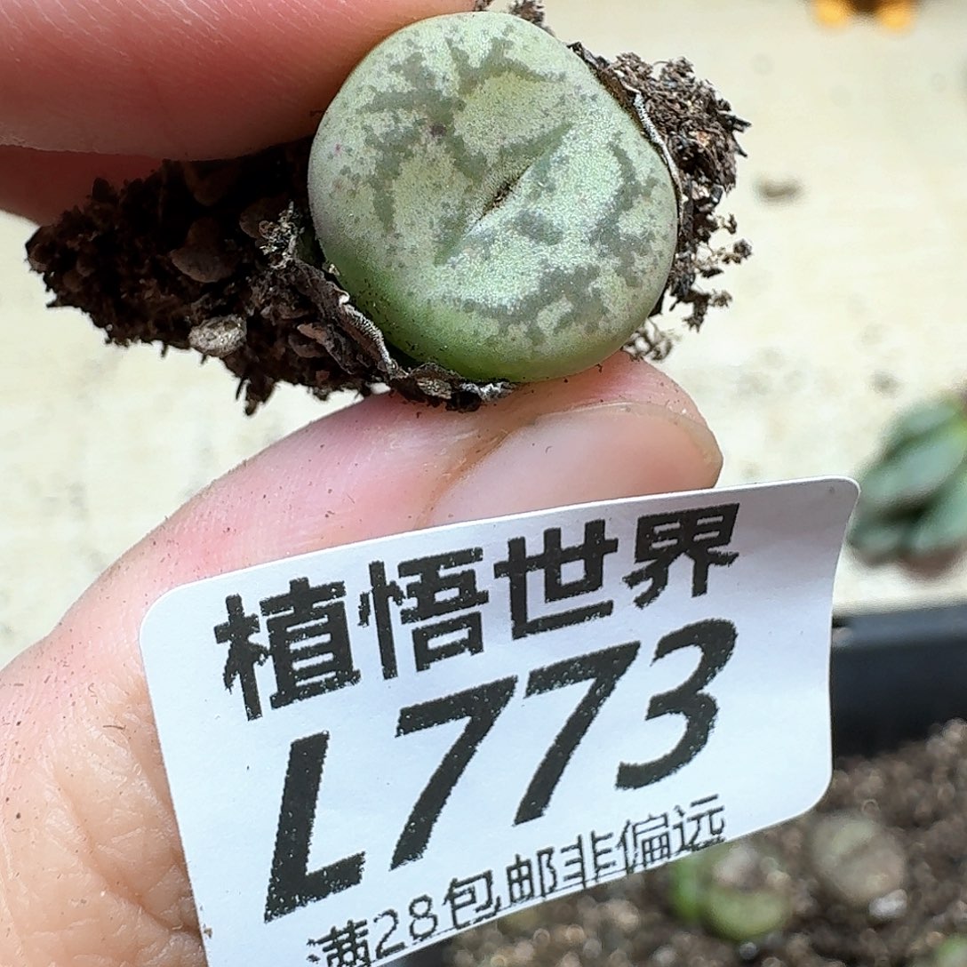 多肉植物的润泽和df